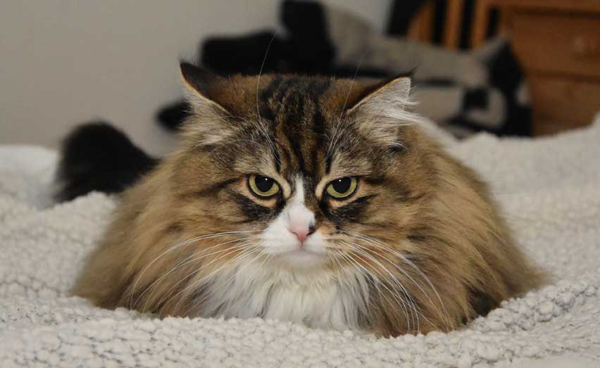 sibirisk katt Mitzi