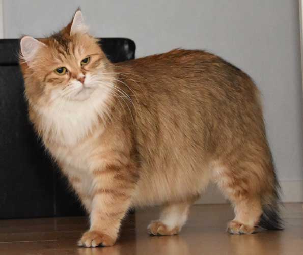 sibirisk katt Uni