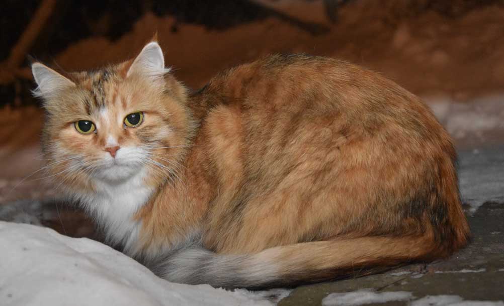 sibirisk katt Dani