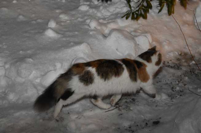Sibirisk katt Tracie