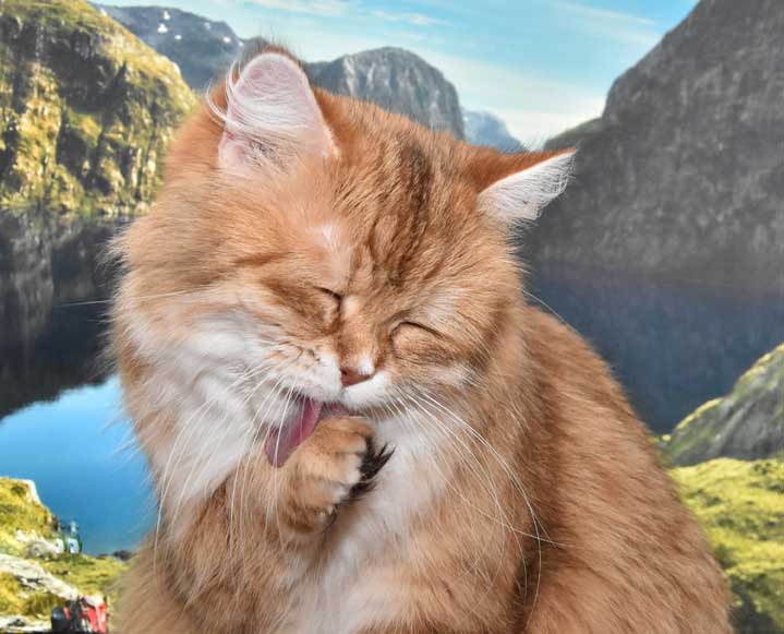 sibirisk katt Uni