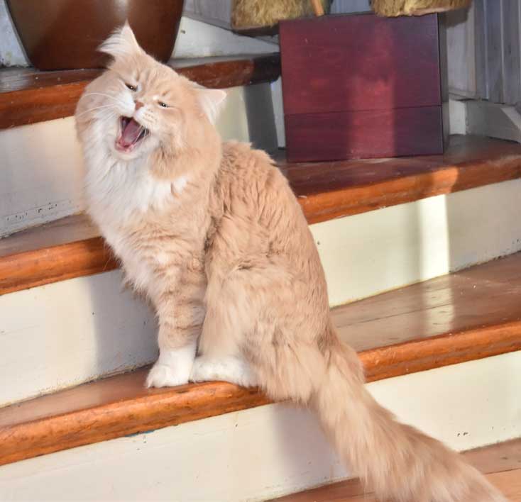 sibirisk katt Lulle