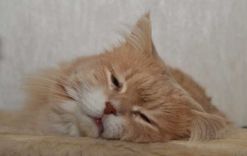 sibirisk katt Lulle
