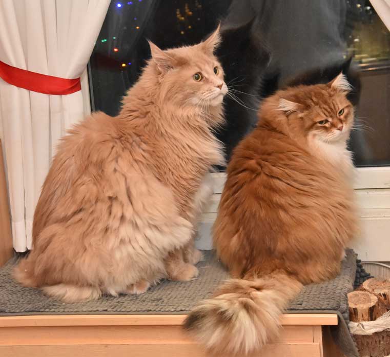 sibirisk katt Mulle och Klimpen