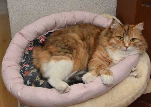 sibirisk katt Dani