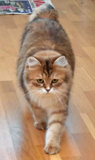 sibirisk katt Uni