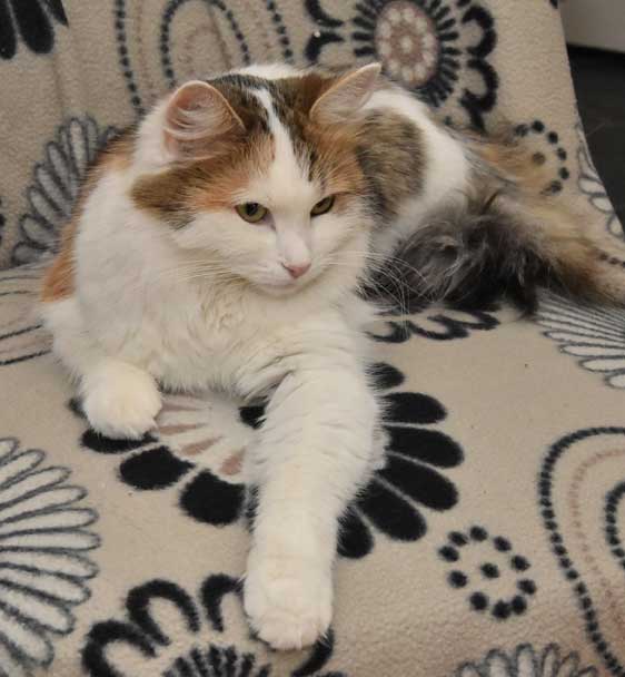 sibirisk katt Tracie