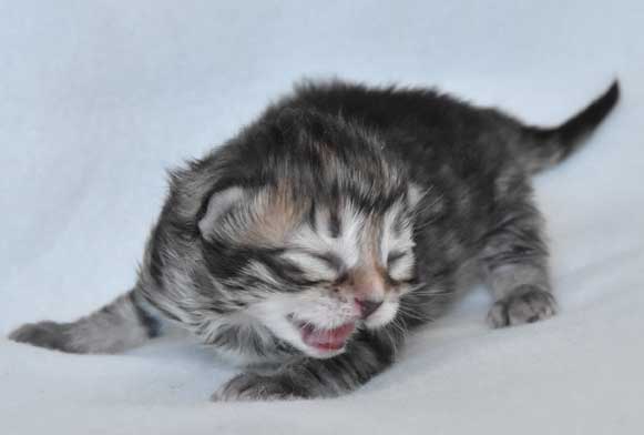sibirisk kattunge Odilia