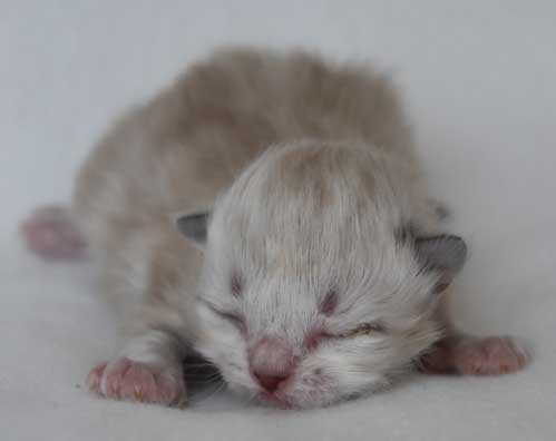 sibirisk kattunge Orion