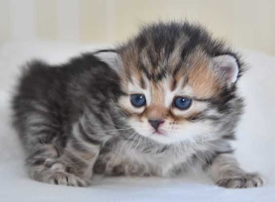 sibirisk kattunge Odilia