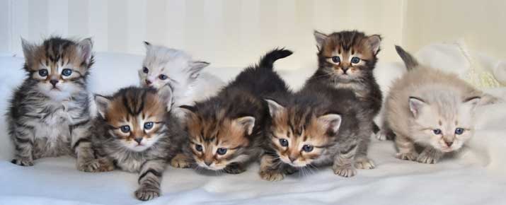 sibirisk kattungar Oo-kull