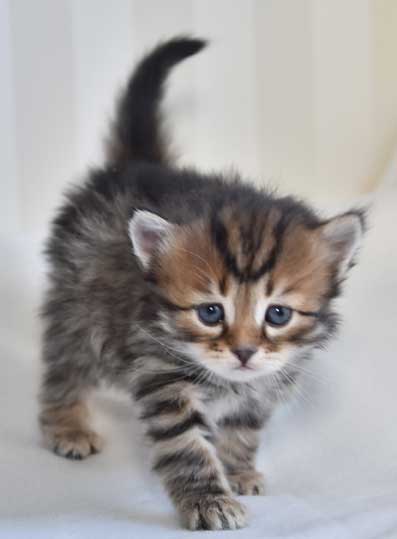 sibirisk katt Orinda