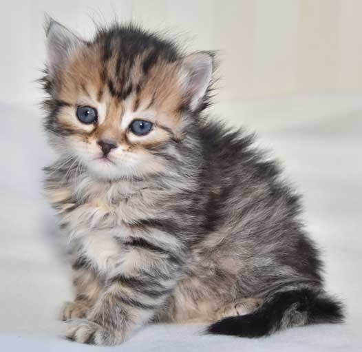 sibirisk katt Odilia