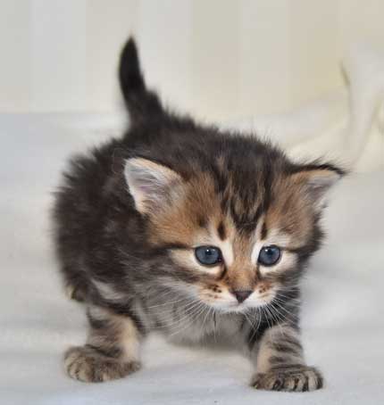 sibirisk katt Ohara