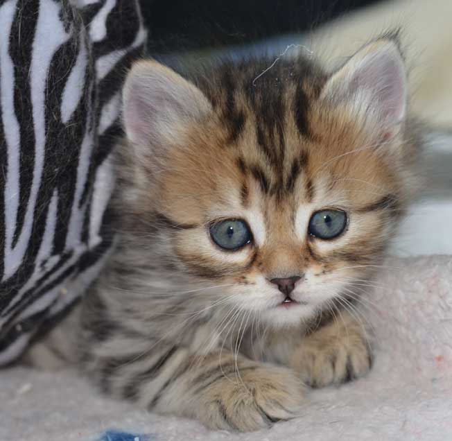 sibirisk kattunge Odilia