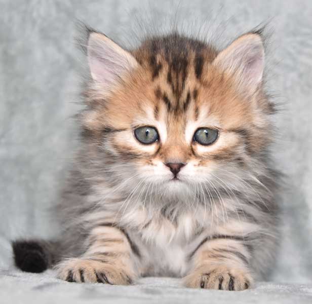 sibirisk kattunge Odilia