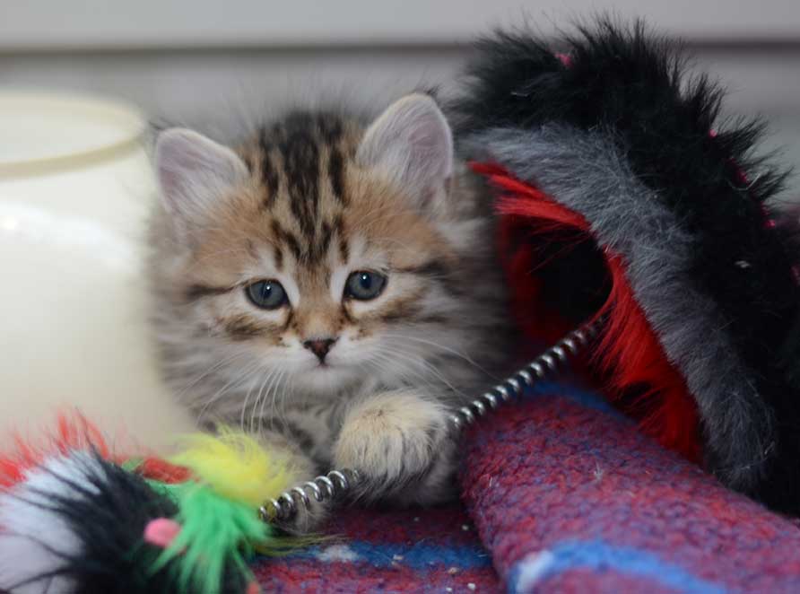 sibirisk kattunge Odilia