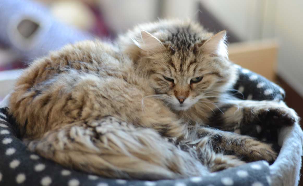 sibirisk katt Gabbie