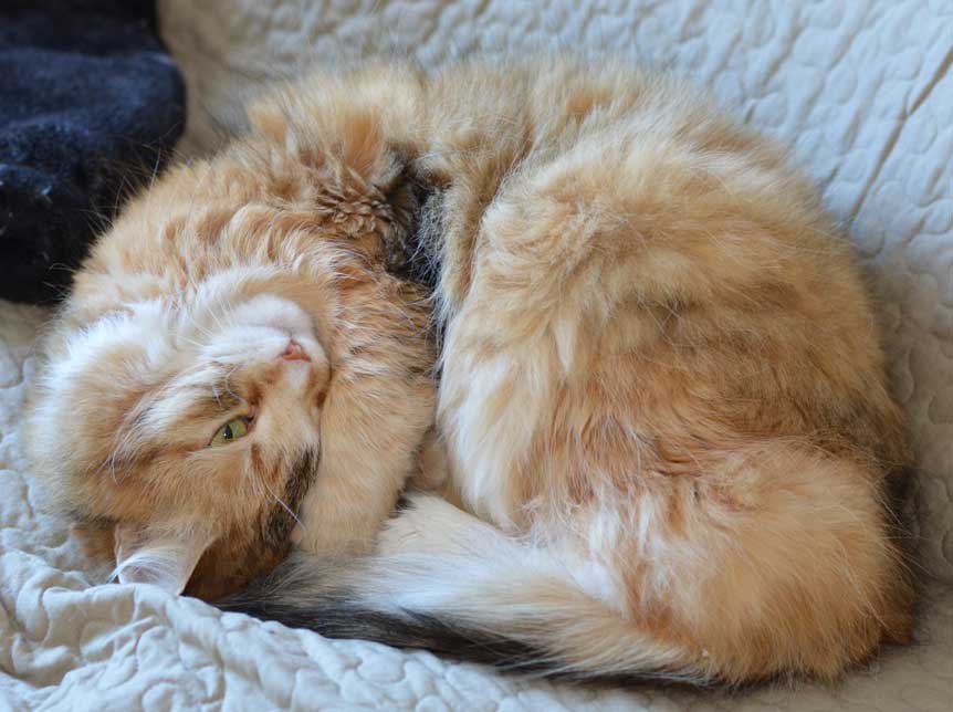 sibirisk katt Dani