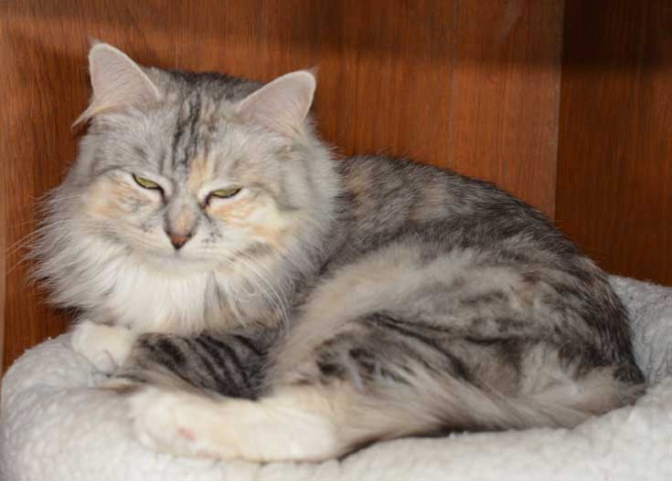 sibirisk katt Zinnie