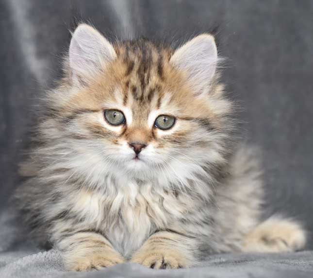 sibirisk kattunge Odilia