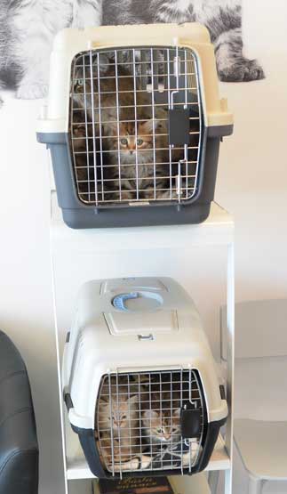 sibirisk kattungar Oo-kull