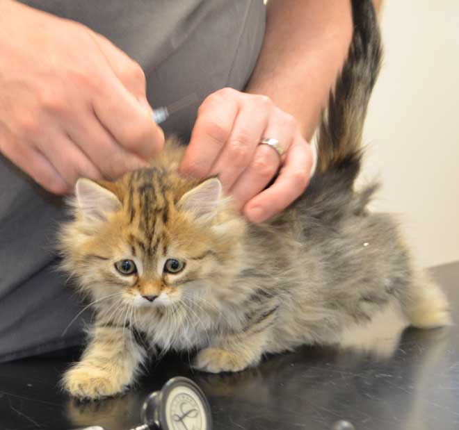 sibirisk kattunge Odilia