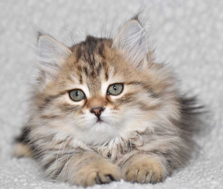 sibirisk kattunge Odilia