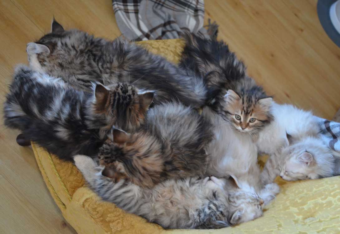 sibiriska kattungar Oo-kullen