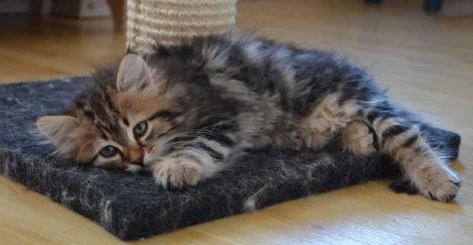sibirisk kattunge Ohara