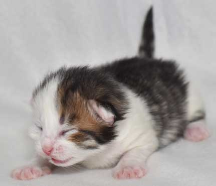 sibirisk kattunge Puck