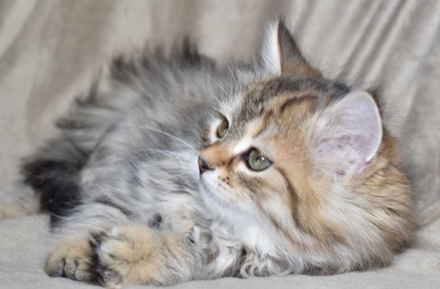 sibirisk kattunge Odilia