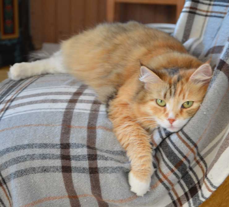 sibirisk katt Dani