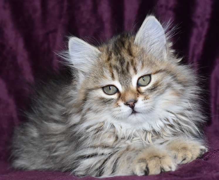 sibirisk kattunge Odilia