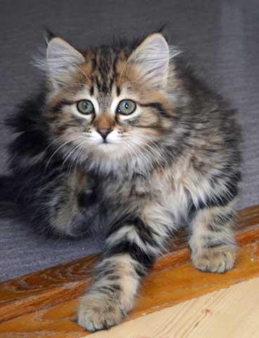 sibirisk kattunge Ohara