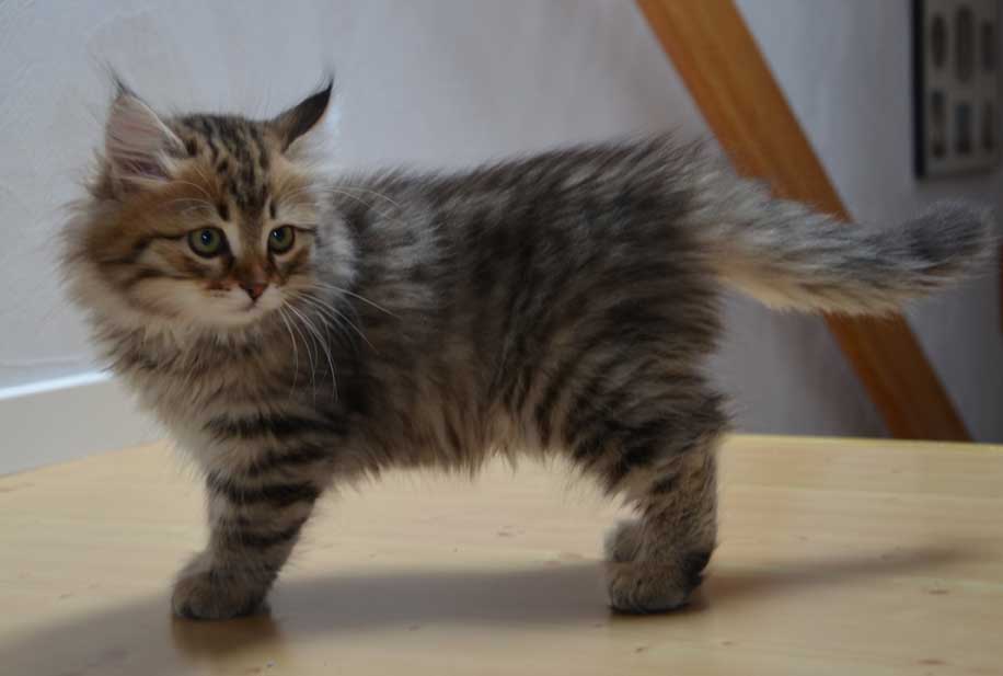 sibirisk kattunge Odin
