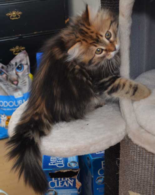 sibirisk kattunge Olga