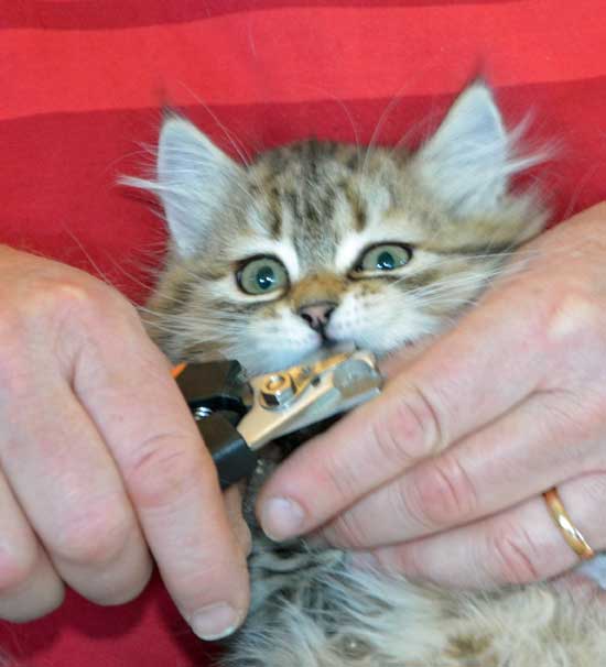 sibirisk kattunge Odilia