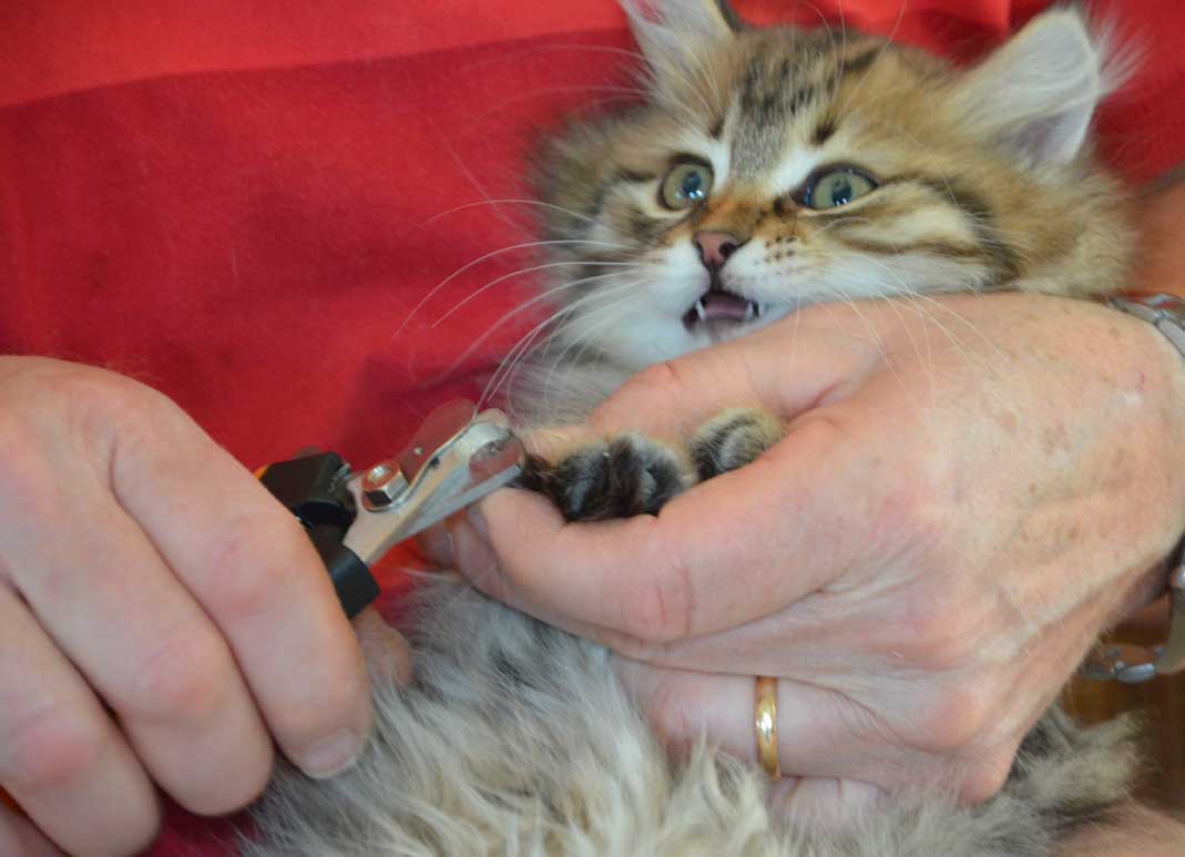 sibirisk kattunge Odin
