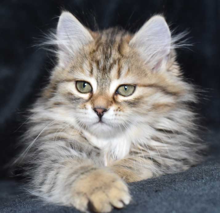sibirisk kattunge Odilia