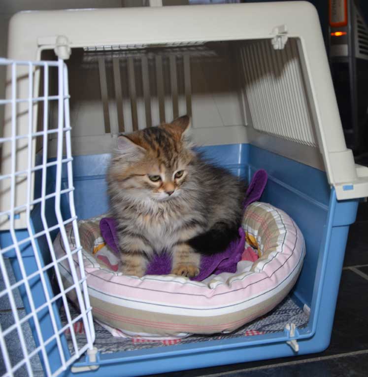 sibirisk kattunge Odilia