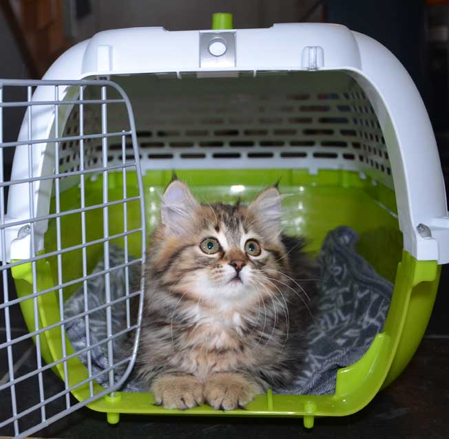 Sibirisk katt Ohara