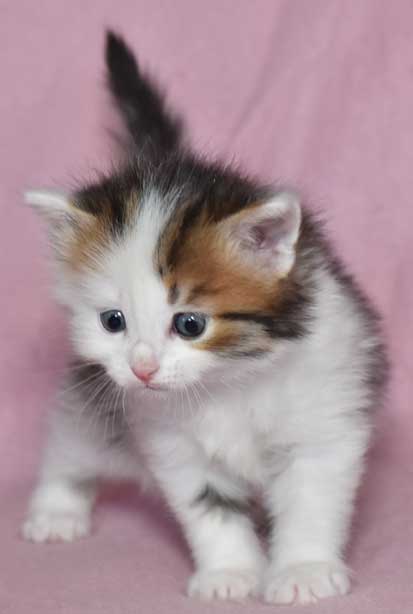 sibirisk katt Puck