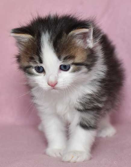 sibirisk katt Pluto