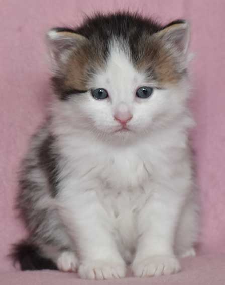 sibirisk katt Polaris