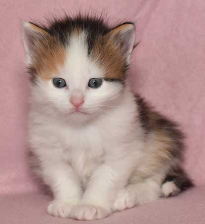 sibirisk katt Pandora