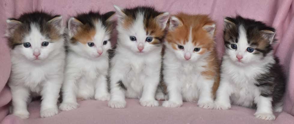 sibirisk katt Pp-kull