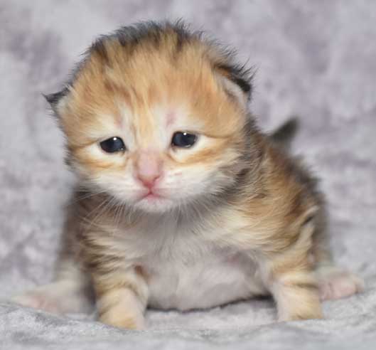 sibirisk kattunge Quine