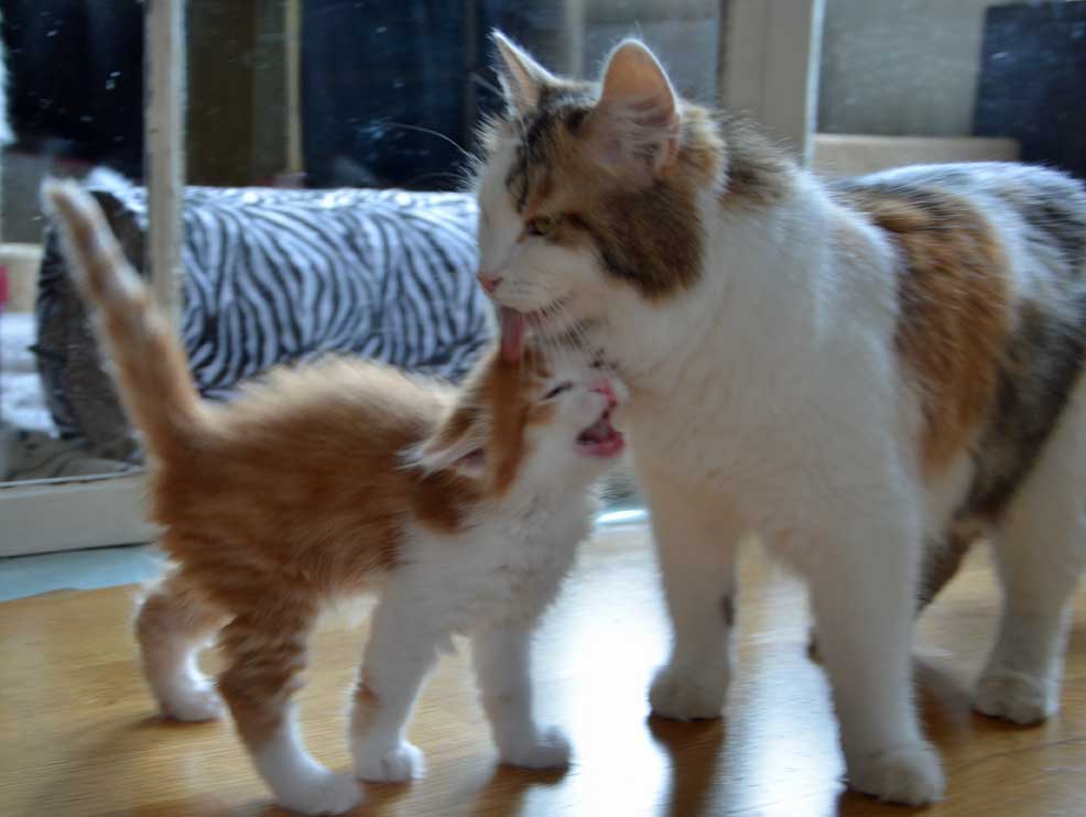 sibirisk katt Tracie