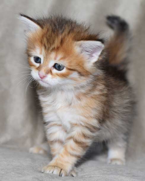 sibirisk kattunge Quirk